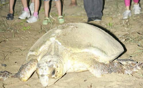 The number of visitors to the Mon Repos Turtle Rookery has slumped by 50%, despite the best turtle numbers in 30 years. The number of visitors to the Mon Repos Turtle Rookery has slumped by 50%, despite the best turtle numbers in 30 years.